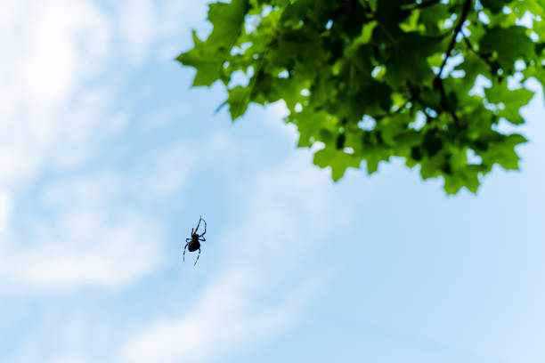 A spider is hanging from a tree branch against a blue sky