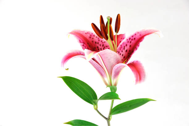 blooming pink lily isolated on white background