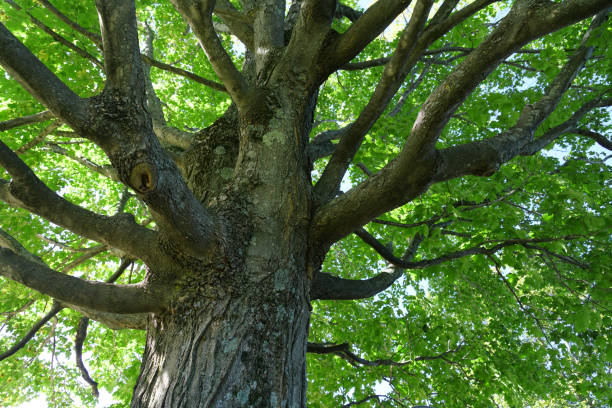 istock Low angle view of green tree trunk and branches 2179086871