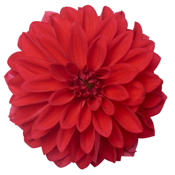 istock blooming red dahlia flower isolated white 2179088400