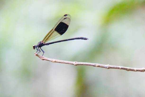 istock Elegant Damselfly Perched on a Thin Branch in Nature 2179092560