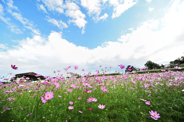 istock Beautiful view of a cosmos field 2179094878