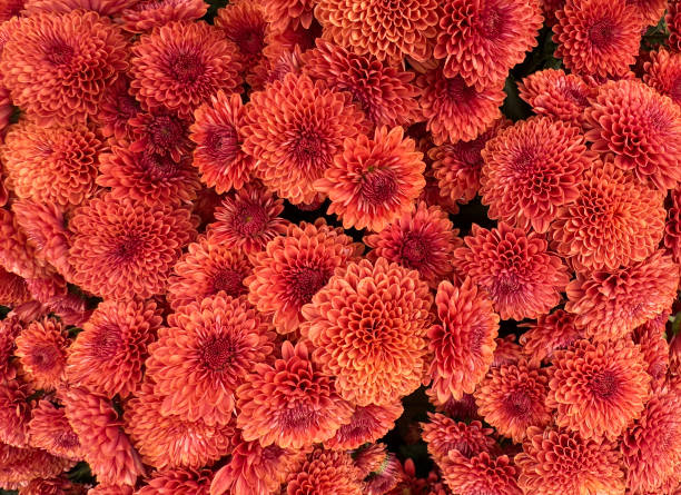 Chrysanthemums mums chrysanths