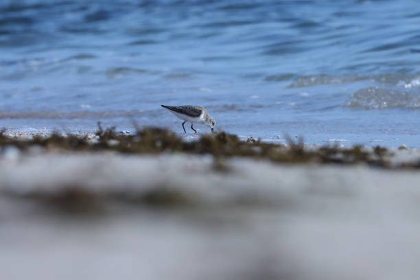 Small water bird on the beach. Animal background.