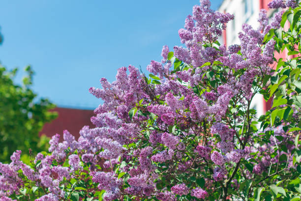 istock Lilac Bush Blooms in Spring at Daytime 2179104019