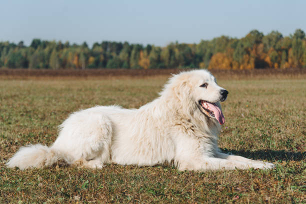 istock dog walks in field 2179105893