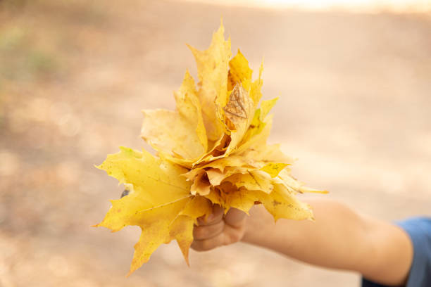 bouquet of yellow maple leaves in child hand, autumn leaf fall