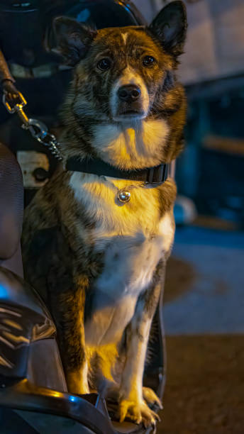 istock a dog looks at the camera 2179106670