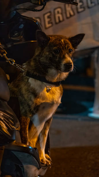 istock a dog looking towards the highway 2179106685