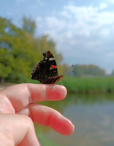 istock The Admiral emigrant butterfly on a woman's finger 2179107253