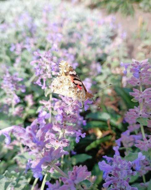 istock A bright butterfly called a burdock drinks nectar with a large proboscis from a cat flower 2179107358