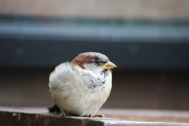 istock A house sparrow bord with a bit of gras left in it’s beak 2179107653