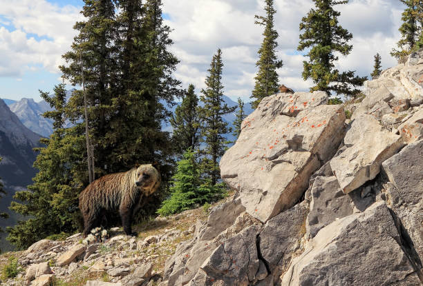 Grizzly bear in Banff National Park, Alberta, Canada, in Alberta's Rockies