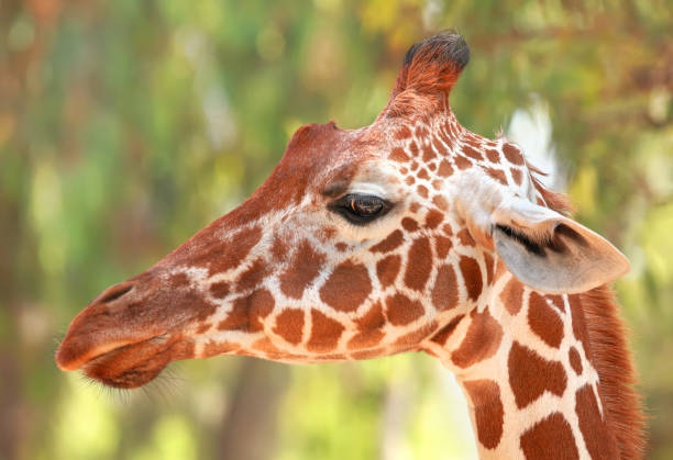 istock Giraffe in national park Serengeti (Tanzania. Africa) 2179107869