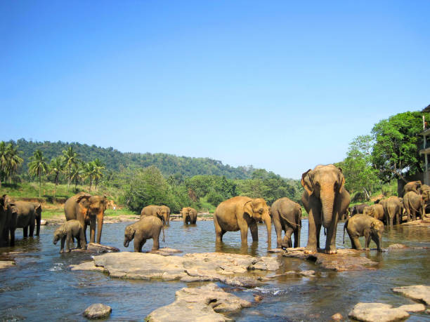 istock Elephants herd on a watering place 2179107881