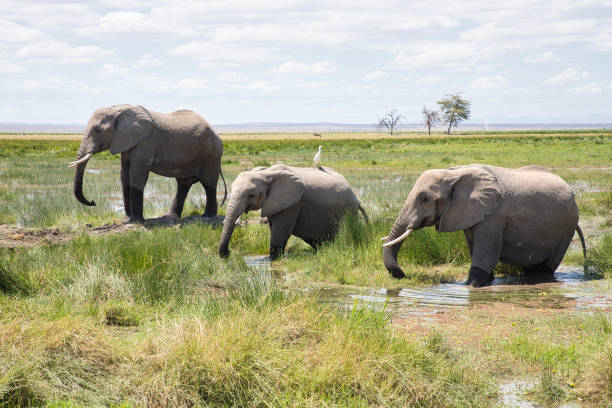 istock African wildlife animals 2179108051