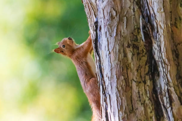 istock cute young squirrel portrait on tree at park, wildlife 2179108630
