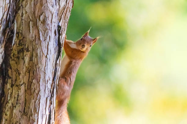 istock cute young squirrel portrait on tree at park, wildlife 2179108632