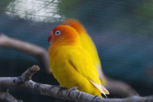 Two yellow birds are perched on a branch. One of the birds has a red beak