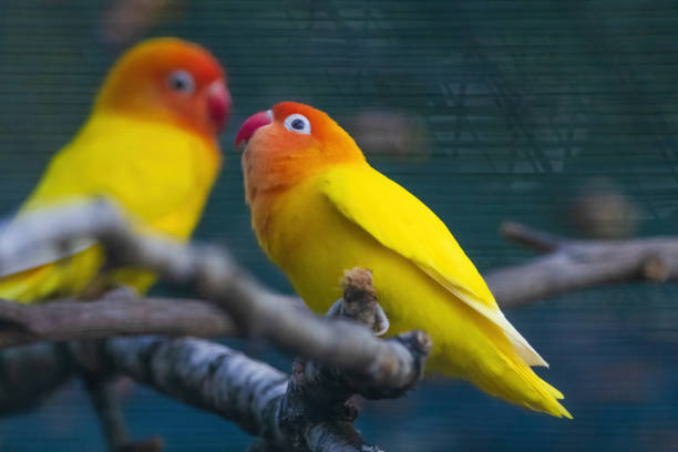Many people like love birds because of the beauty of these birds. workers who have many colors and one of them is green and yellow. workers who have a name as a symbol of affection