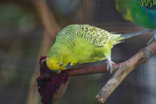 A parrot in a cage sits on a bird feeder and pecks grains. Cute green budgie.