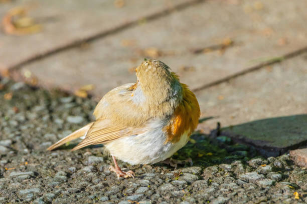 A red breasted Robin seen on a park fence in London