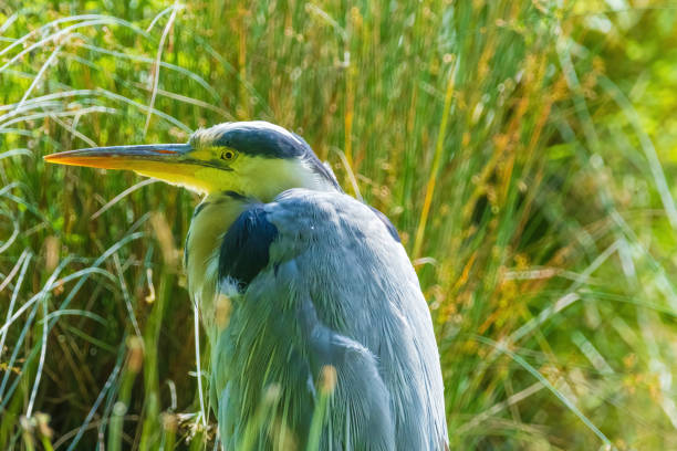 A heron flying against a blue sky.