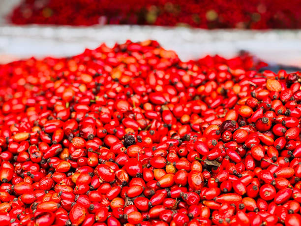 istock Red Rosehip  Cherries Close-up 2179110310