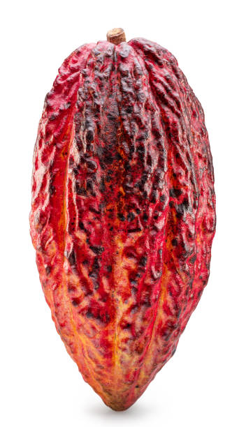 istock Cocoa fruit or cocoa pod isolated on white background. Clipping path. 2179110387