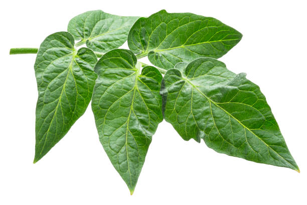 Fresh green tomato leaves isolated on white background. File contains clipping path.