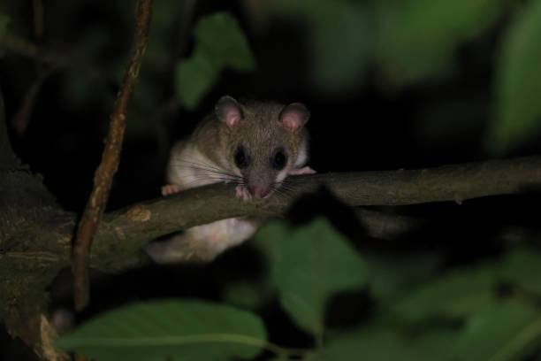 dormouse at night in the forest Baden-Wuerttemberg Germany