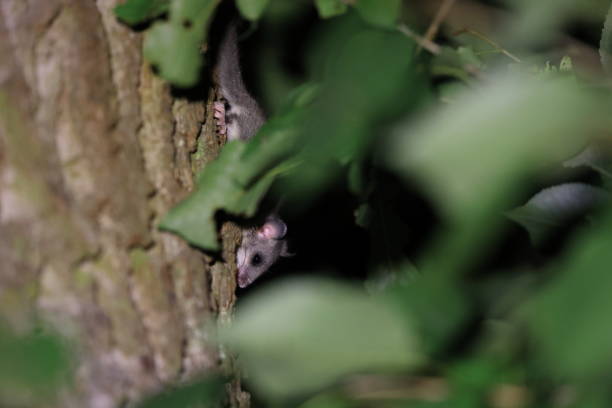 dormouse at night in the forest Baden-Wuerttemberg Germany