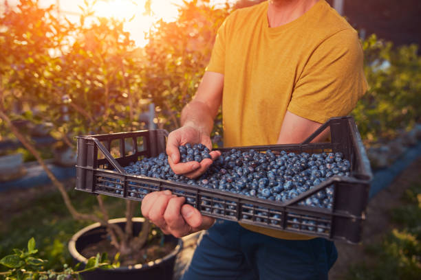 istock Farmer picking fresh blueberries on a farm. 2179114020