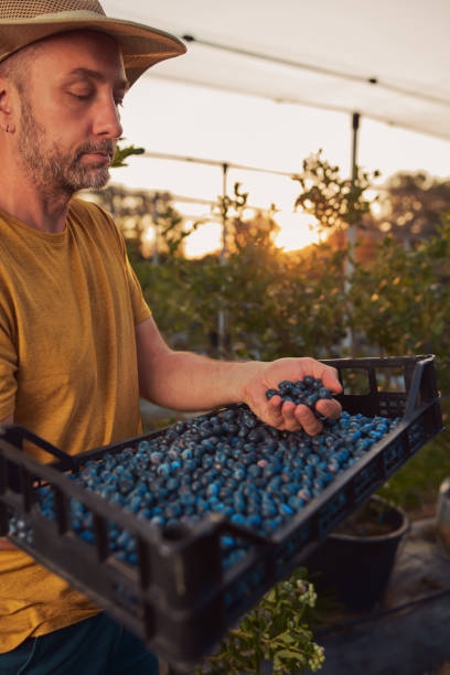 istock Farmer picking fresh blueberries on a farm. 2179114032