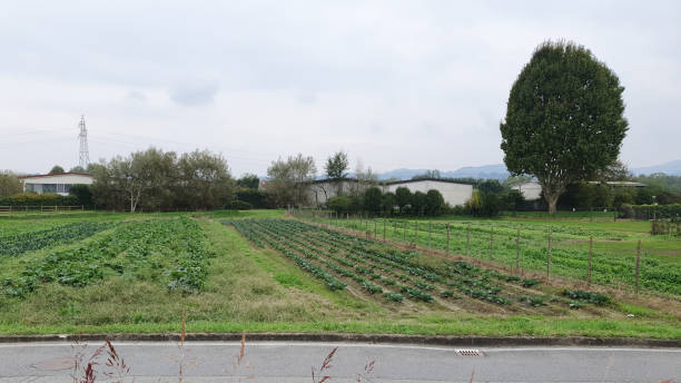 istock field of vegetables 2179115236
