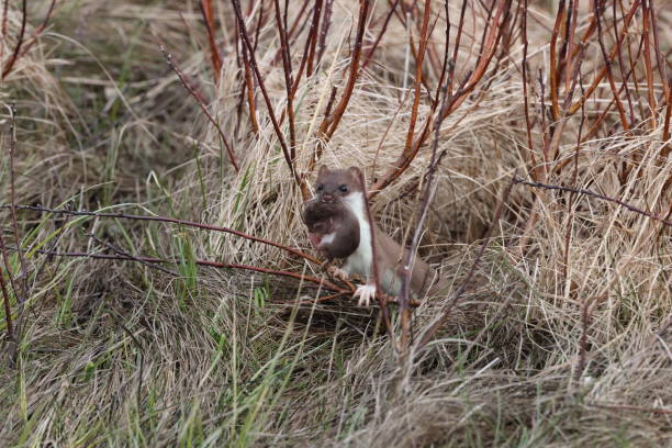 least weasel transports its young  Newfoundland and Labrador NL, Canada