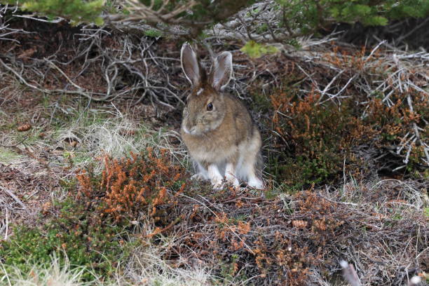 istock snowshoe hare Newfoundland and Labrador NL, Canada 2179117986
