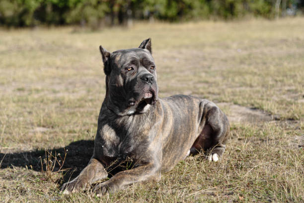 istock Cane Corso dog in field 2179118482