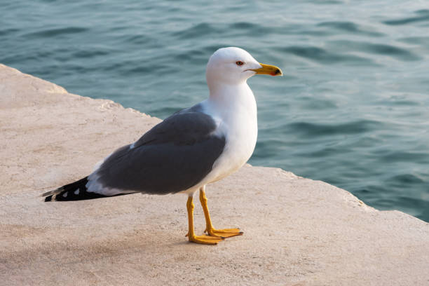 istock Seagull on the pier in Venice 2179120469