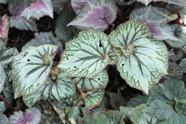 istock Top view various begonia leaves background 2179126312