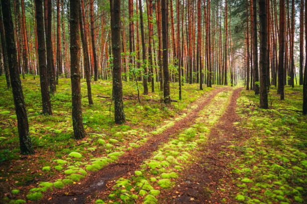 istock Fantastic forest with red pines and a footpath covered with green moss. Wild and protected area of Scandinavia. 2179127548
