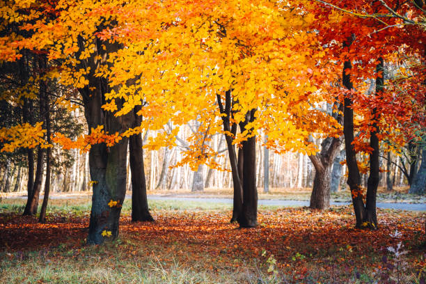 istock Beech forest with bright yellow leaves on a spectacular autumn day. 2179128271