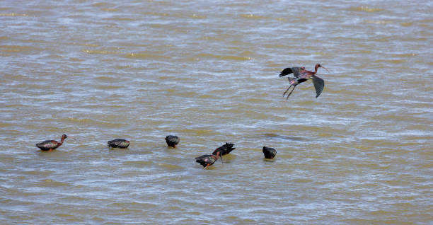 big water bird feeding in the pond, Glossy Ibis, Plegadis falcinellus