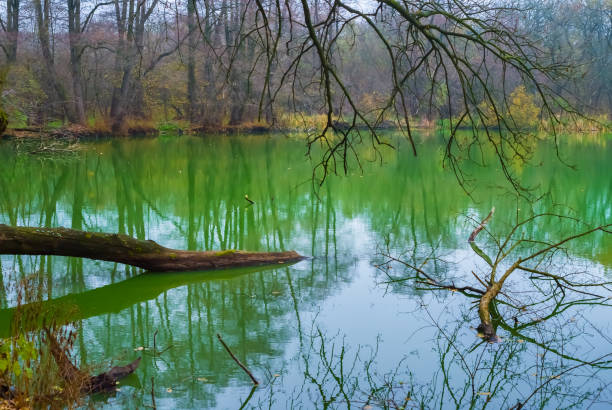 calm emerald lake in forest