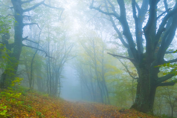 misty forest glade covered by red dry leaves