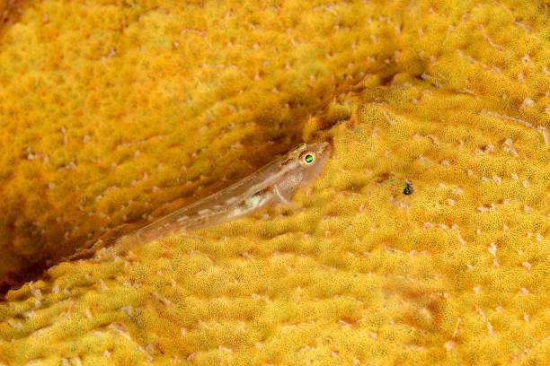 The mostly transparent Caroline Islands Ghost Goby Pleurosicya carolinensis is almost invisible by night on Elephant Ear Sponge Ianthella basta. \n\nPleurosicya carolinensis occurs in the Western Pacific from the Philippines and Indonesia to Palau in a depth range from 3 t0 6m, max. length 2.5cm. The species is commensal with sponges. \n\nThe large Elephant Ear Sponge Ianthella basta occurs in the tropical Indo-West Pacific in a depth range from 0 to 100m.\n\nTriton Bay, Indonesia \n3°43'41.9772 S 133°53'39.5448 E at 5m depth by night