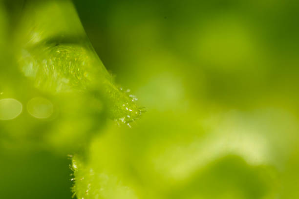Macro shot taken in the morning.