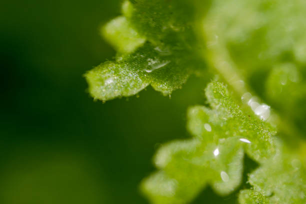Extreme magnification macro photo of a water droplets on a leaf.