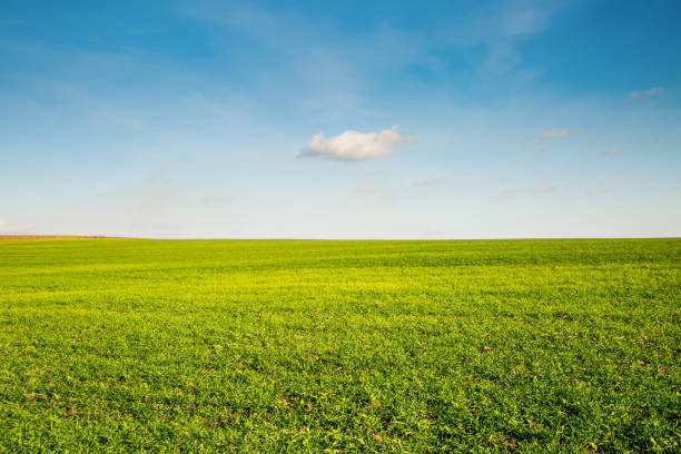 istock Lush green young wheat shining in the sun under a blue sky. 2179145842