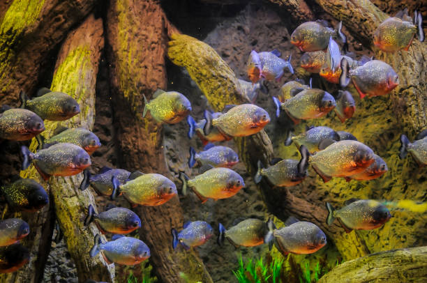 istock A group of fish swimming in a tank 2179146013